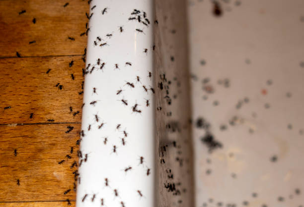 Best Spider Control Near Me  in Covington, OH