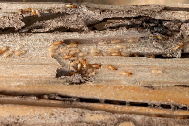 Best Flea Control Services  in Covington, OH